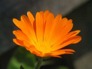 calendulaoil